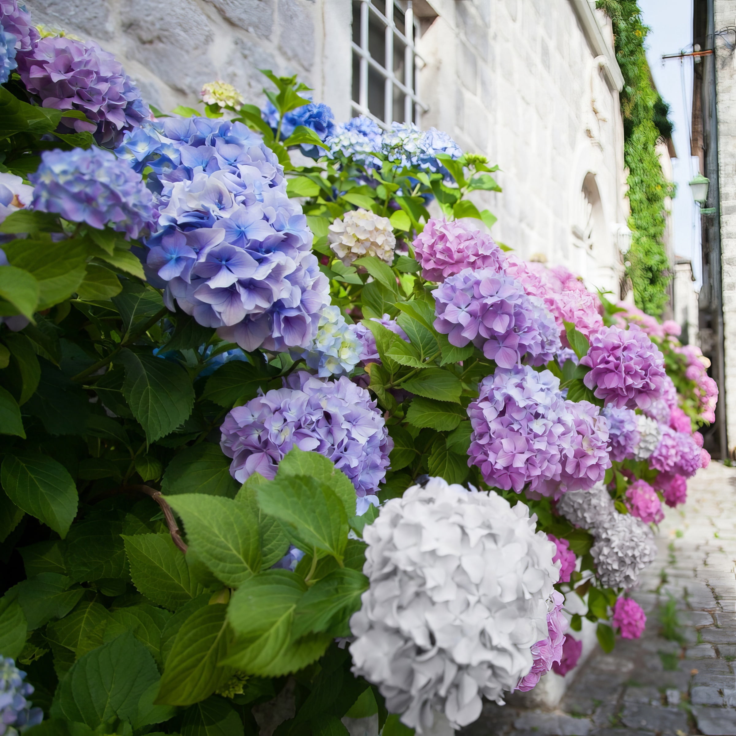 4" Hydrangea '3N1' Live Shrub with Partial Sunlight (3-Pack)
