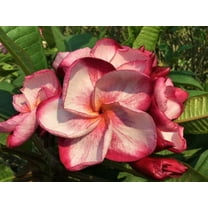5 Pink White Plumeria Seeds Plants Flower Seed Perennial Flowers Garden Bloomn