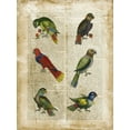 thumbnail image 2 of Vision Studio 19x24 Black Ornate Wood Framed with Double Matting Museum Art Print Titled - Antiquarian Parrots I, 2 of 4