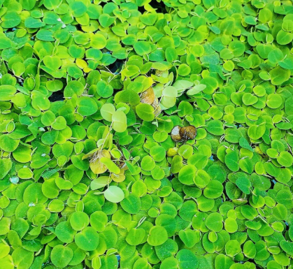 50+ Leaf Red Root Floaters – Live Floating Aquarium Plant for Freshwater Tanks