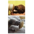 thumbnail image 2 of Pezón de Lactancia The Miracle Nipple Cachorro Pequeño para Animales de Tamaño Pequeño a Mediano, 2 of 3