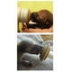 thumbnail image 2 of Pezón de Lactancia The Miracle Nipple Cachorro Pequeño para Animales de Tamaño Pequeño a Mediano, 2 of 3