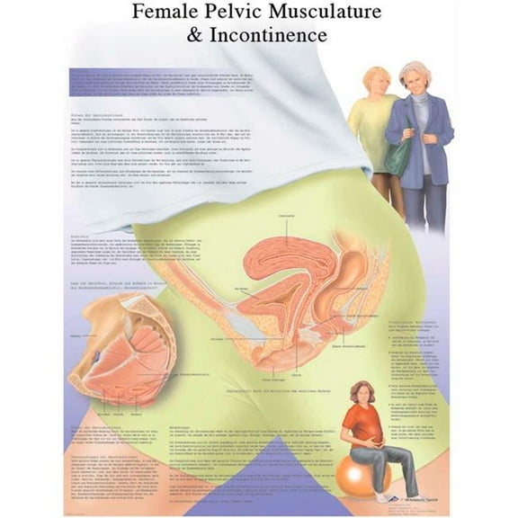 Fabrication B2138120 3B Anatomical Chart - Female Urinary Incontinence Chart, Paper
