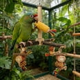 thumbnail image 3 of Wooden Parrot Play Gym With Rotating Stand Bird Activity Center Chew For Large Medium Birds, 3 of 3
