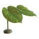 Plante de terrarium Scindapsus (pothos) Exo Terra