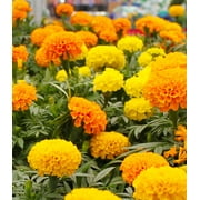 Earthcare Seeds - Marigold Crackerjack 500 Seeds (Tagetes Erecta) 500 Heirloom - Open Pollinated