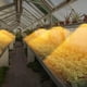 thumbnail image 5 of Luz de Cultivo de Plantas de Espectro Completo Lámpara LED de Encendido/Apagado Automático Lámpara de Cultivo Cuántico de Luz Solar 3 Brochetas, 5 of 5