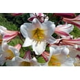 thumbnail image 3 of 10 Seeds REGAL TRUMPET LILY aka Royal / King's Lilium Regale White Pink Yellow Flower Seeds, 3 of 10