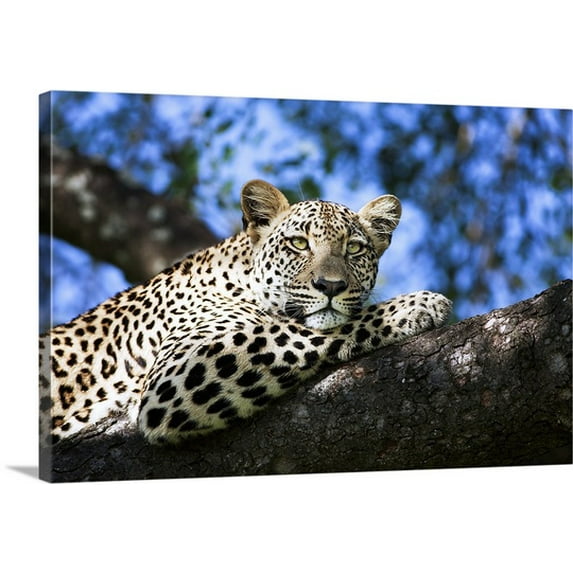 Great BIG Canvas Melissa-lee Annetts Premium Thick-Wrap Canvas entitled Leopard in a Tree