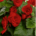 thumbnail image 3 of Better Homes & Gardens 8" Red Begonia Live Annual Plant Shade 3-Pack 2QT Grower Pots, 3 of 6