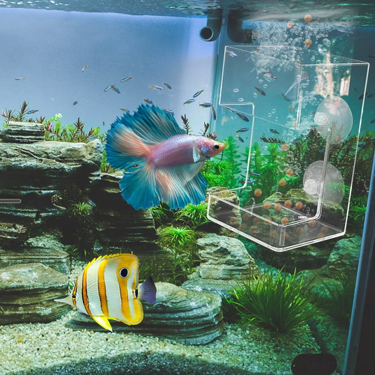 Feeding Rings for Surface Feeding Fish: Ultimate Guide to Success