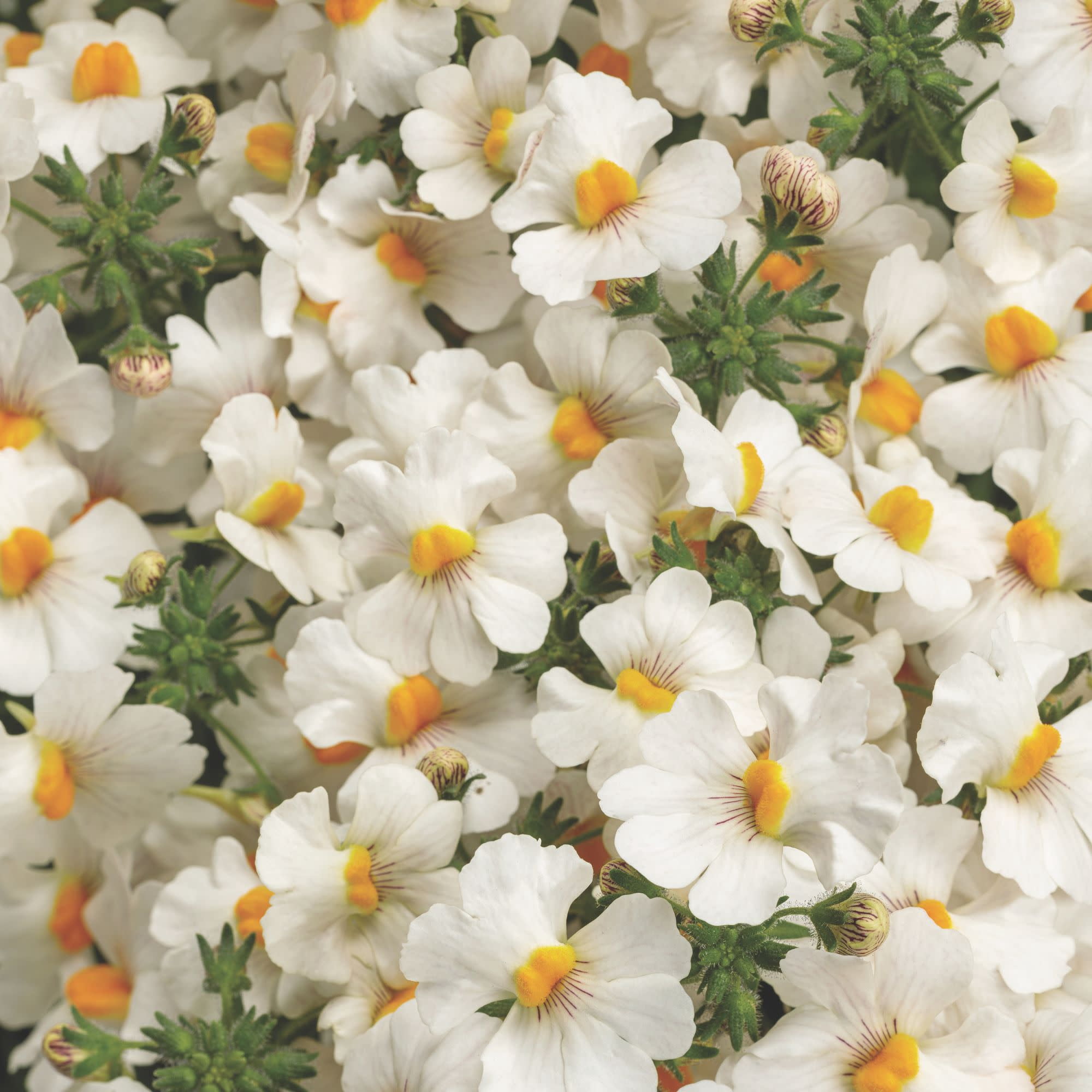 Proven Winners 4" White Sunsatia Coconut Nemesia Live Plant in 4.25" Pot (4 Count)
