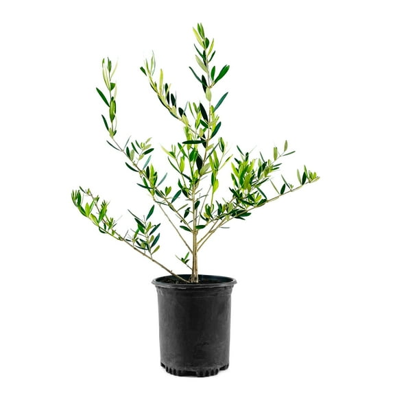 National Plant Network Olive Live Tree in 1-Gallon Grower Pot