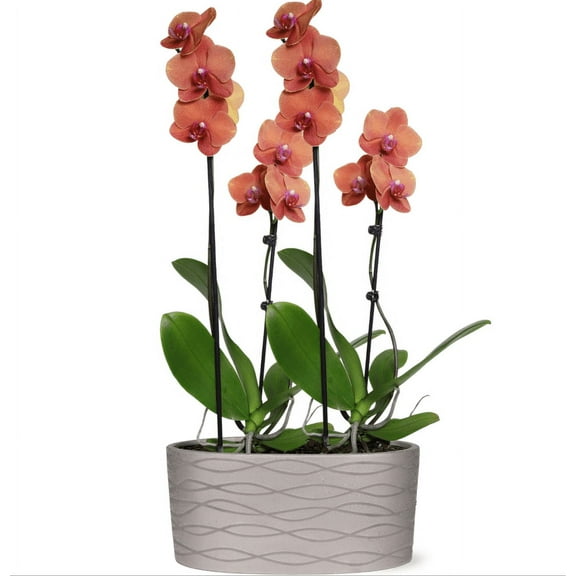 Just Add Ice 16-30" Salmon Premium Orchid Duo Live Plants in 10" Silver Ceramic Planter, House Plant