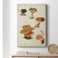 thumbnail image 6 of Mushroom Species V Premium Gallery Wrapped Canvas - Ready to Hang, 6 of 9