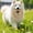 B, variant on Dog Chew Toys, Pet Cotton Rope Combination, Cat and Dog Grinding Tools, Relieve Boredom for Medium Large Dog Cat