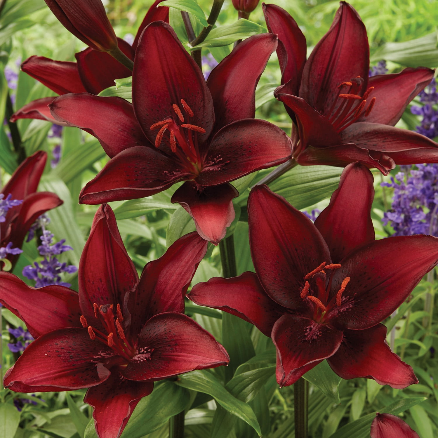 Van Zyverden Lilies Day & Night Collection Set of 12 Bulbs Multicolor Partial Sun Perennial Easy to Grow 2 lbs