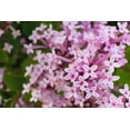 thumbnail image 2 of Lilas de Corée nain 2 Gal, 2 of 6