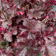 Heuchera, Midnight Rose, Coral Bells, Flowering Plant - Pot Size: 5in - Flowers