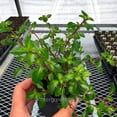 thumbnail image 5 of Fuchsia, Lottie Hobby - Pot Size: 3in (2.6x3.5in) - Shade Plants, 5 of 8