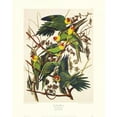 thumbnail image 2 of Audubon, John James 20x24 White Modern Wood Framed Museum Art Print Titled - Carolina Parrot (decorative border), 2 of 4