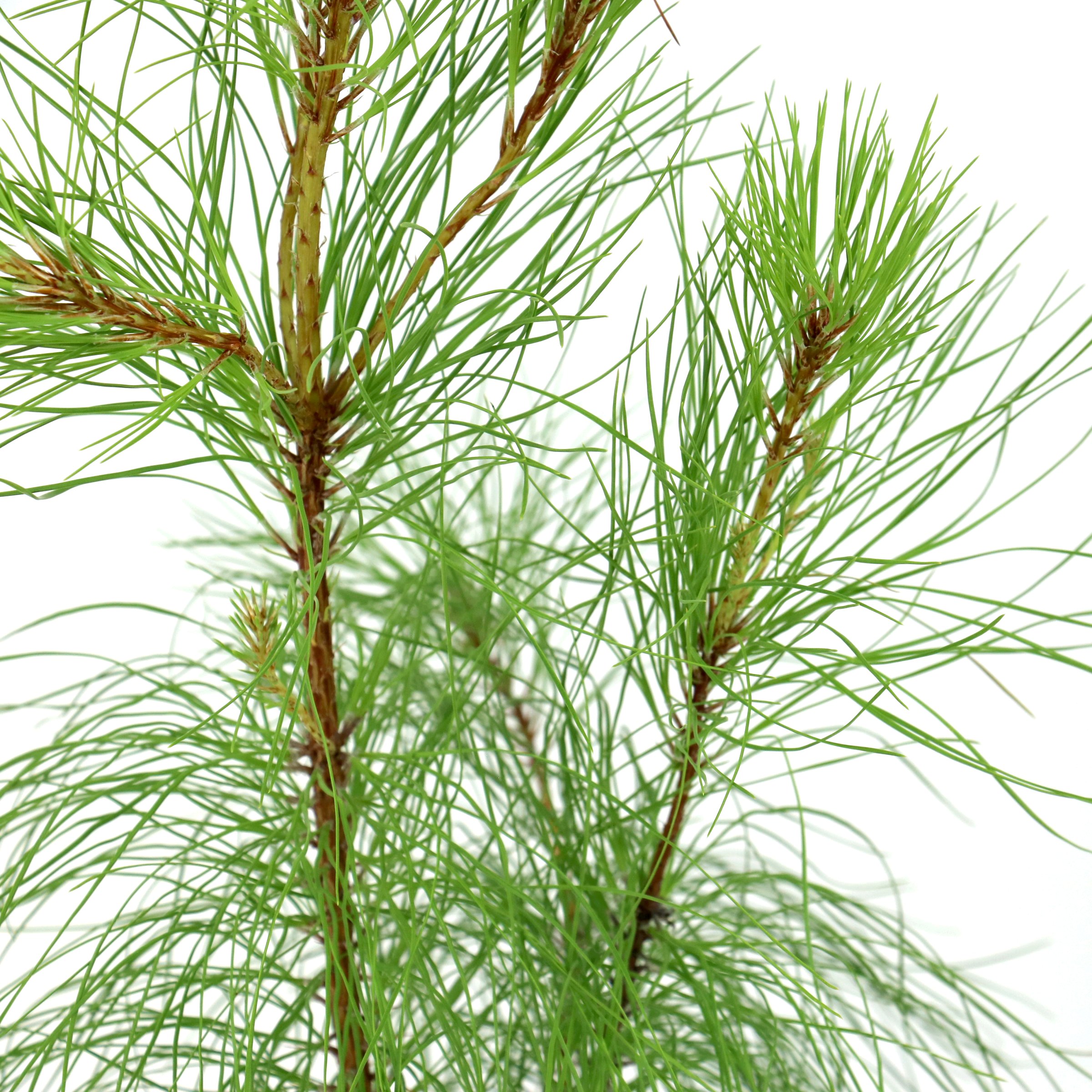 National Plant Network 1 gal. Pinus Loblolly Tree