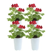 10in. Tall Red Geranium, Cranesbills; Full Sun Outdoors Plant in 4.5in. Grower Pot, 4-Pack