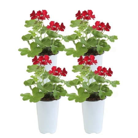 10in. Tall Red Geranium, Cranesbills; Full Sun Outdoors Plant in 4.5in. Grower Pot, 4-Pack