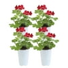 10in. Tall Red Geranium, Cranesbills; Full Sun Outdoors Plant in 4.5in. Grower Pot, 4-Pack