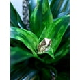 thumbnail image 4 of Josh's Frogs Dracaena Corn Plant - 'Janet Craig', 4 of 5