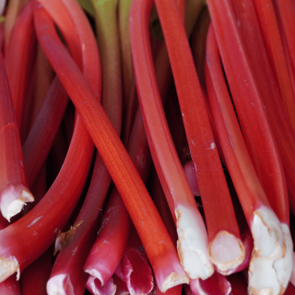5 Large Rhubarb Plants Roots for Planting, Rhubarb Plants Live Roots for Planting, 3 to 5 Inc Tall, Backyard Gardens