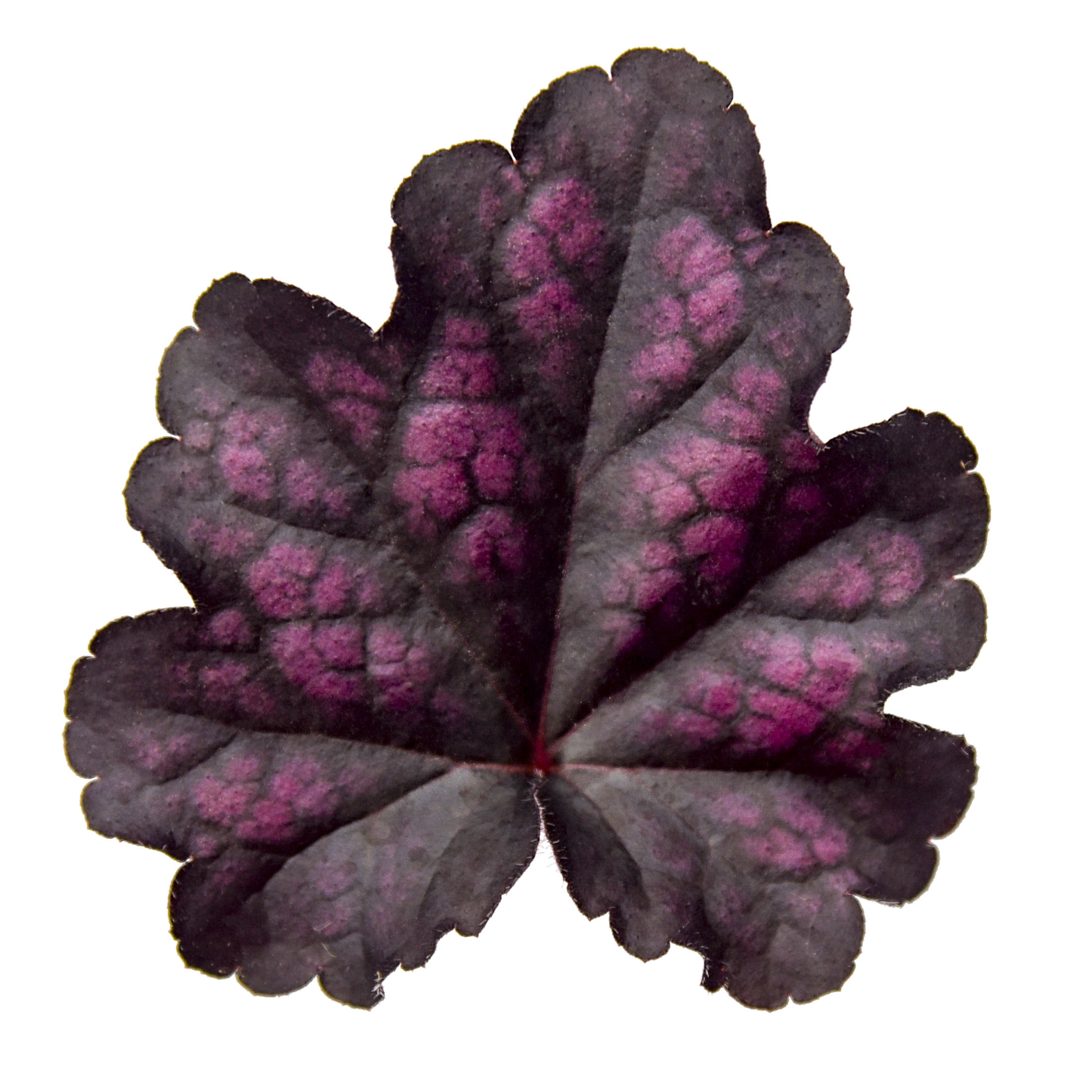 Proven Winners 6" Black Dolce 'Sultry Night' Coral Bells Live Plant in 6.5" Pot