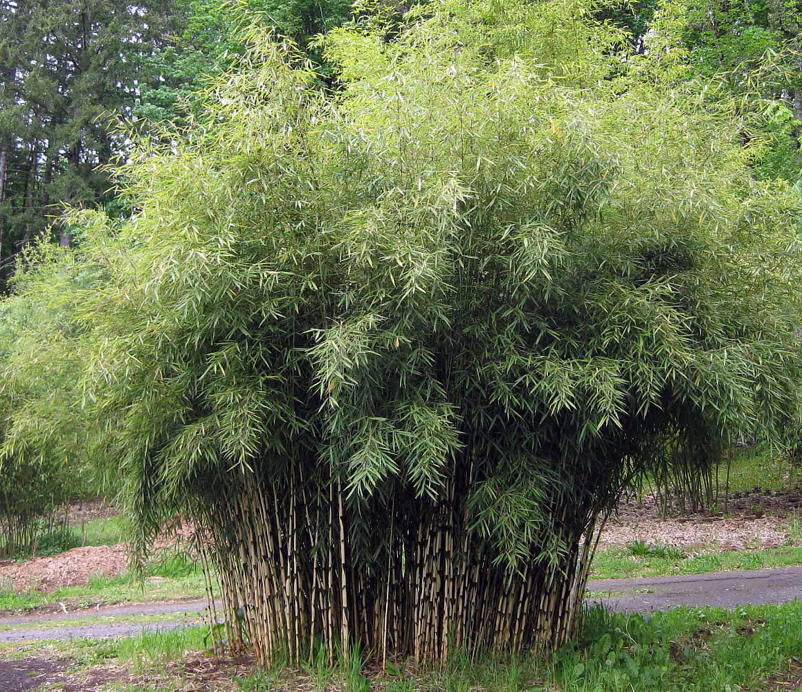 Robusta Bamboo Fargesia Grow Indoorsout 4 Pot