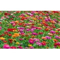 thumbnail image 6 of 150 DWARF THUMBELINA ZINNIA Elegans Mixed Colors Flower Seeds, 6 of 6