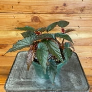 Begonia Angel Wing Lynda Dawn Plant, 6 Inch Pot, The Plant Farm