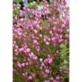 thumbnail image 1 of 500 Pink FAREWELL TO SPRING Clarkia Elegans Godetia Flower Seeds, 1 of 3
