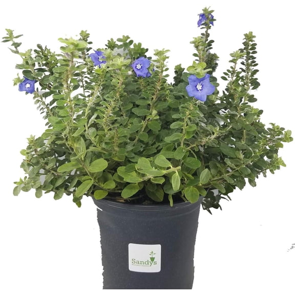 Blue Daze Evolvulus Glomeratus Gallon Pot