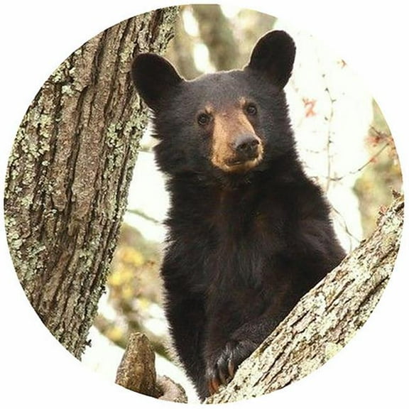 Andreas TR-BDT 8 in. Bear with Double Tree Trivet Round - 3 Pack