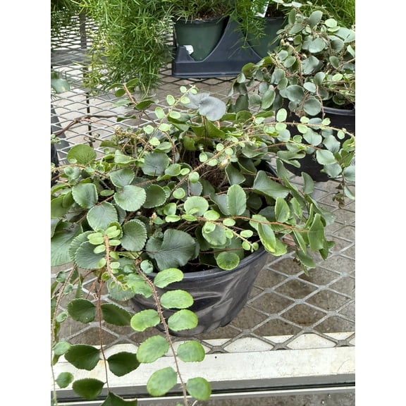 RedCrocus Pellaea Button Fern Assorted Live Plant - Compact Shade Fern for Indoor & Outdoor Decor, Low-Maintenance Foliage  6" Pot