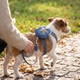 thumbnail image 5 of 2 Pack, Cat Harness and Leash Set Escape Proof, Small Cat Harness Vest with Mini Storage Backpack, Adjustable Walking Accessory for Kitten Puppy Small Pets, Pink Star Design, 1, 5 of 6
