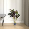 thumbnail image 6 of Vickerman 30" Artificial Real Touch Dracaena., 6 of 7