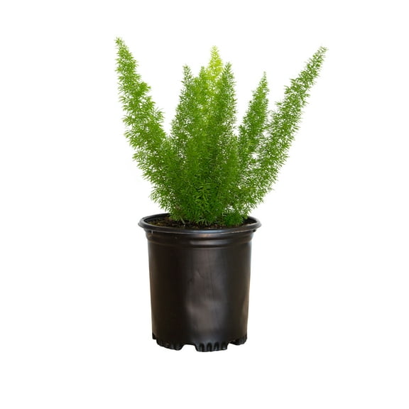 Expert Gardener Foxtail Fern (2.5 Qt) Semi-Evergreen Perennial Plant - Live Part Sun to Shade Indoor / Outdoor Plant