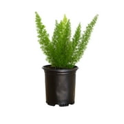 Foxtail Fern (2.5 Qt) Semi-Evergreen Perennial Plant - Live Part Sun to Shade Indoor / Outdoor Plant