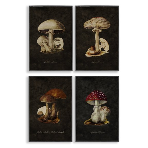 Stupell Industries Mushroom Genus Studies Plants & Flowers Painting Black Framed Art Print Wall Art, 12 x 18, Set of 4