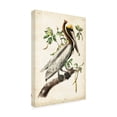thumbnail image 3 of Trademark Fine Art John James Audubon The Brown Pelican Canvas Wall Art - 22x32, 3 of 5