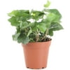 Live Indoor 8in. Tall Green English Ivy; Bright, Indirect Sunlight Plant in 4in. Grower Pot