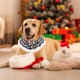 thumbnail image 5 of Christmas Cats Collar Scarf Braideds Decoration Necklace Bow Tie Bells Pet Winter Accessories Necklace Holiday Decoration, 5 of 6
