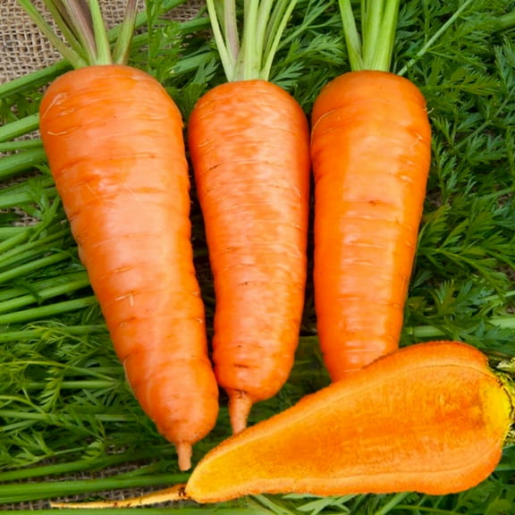TomorrowSeeds - Chantenay Red Cored Carrot Seeds - 15000 Count - For 2026 Planting Sweet Cone