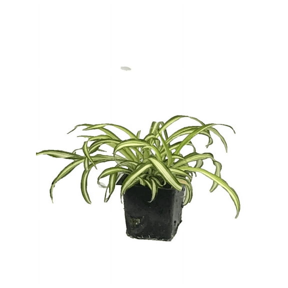 Daylily Nursery Curly Spider Live Plant in 4" Pot, Easy Care indoor House Plant