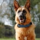 thumbnail image 2 of Collar para perros Didog de piel suave acolchada azul para perros grandes, 2 of 7